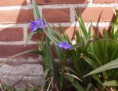 Eendagsbloem